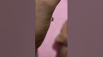 Mosquito funny video !!😝😂subscribe please  ||#mosquito #funny #newstatus