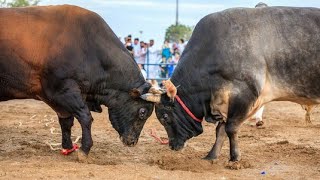 Bull Fighting Game Bull Fight Game Pqrt No 5 #nichranigames #gamingvideos screenshot 4