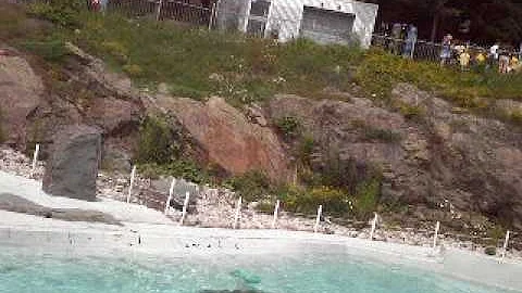 cute seals juliette