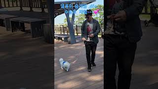#해운대#재활#강아지#나눔소리#dog#산책#반려견#대선투표#