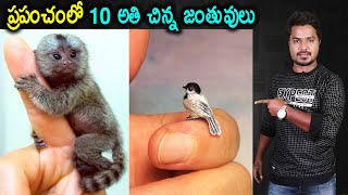 Top 10 Smallest Animals | Unknown Facts  | In Telugu | Vikram Aditya Latest Videos | #EP289