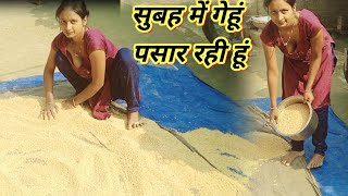 I Am Spreading Wheat In The Morningvlogsvlogviral Vlog