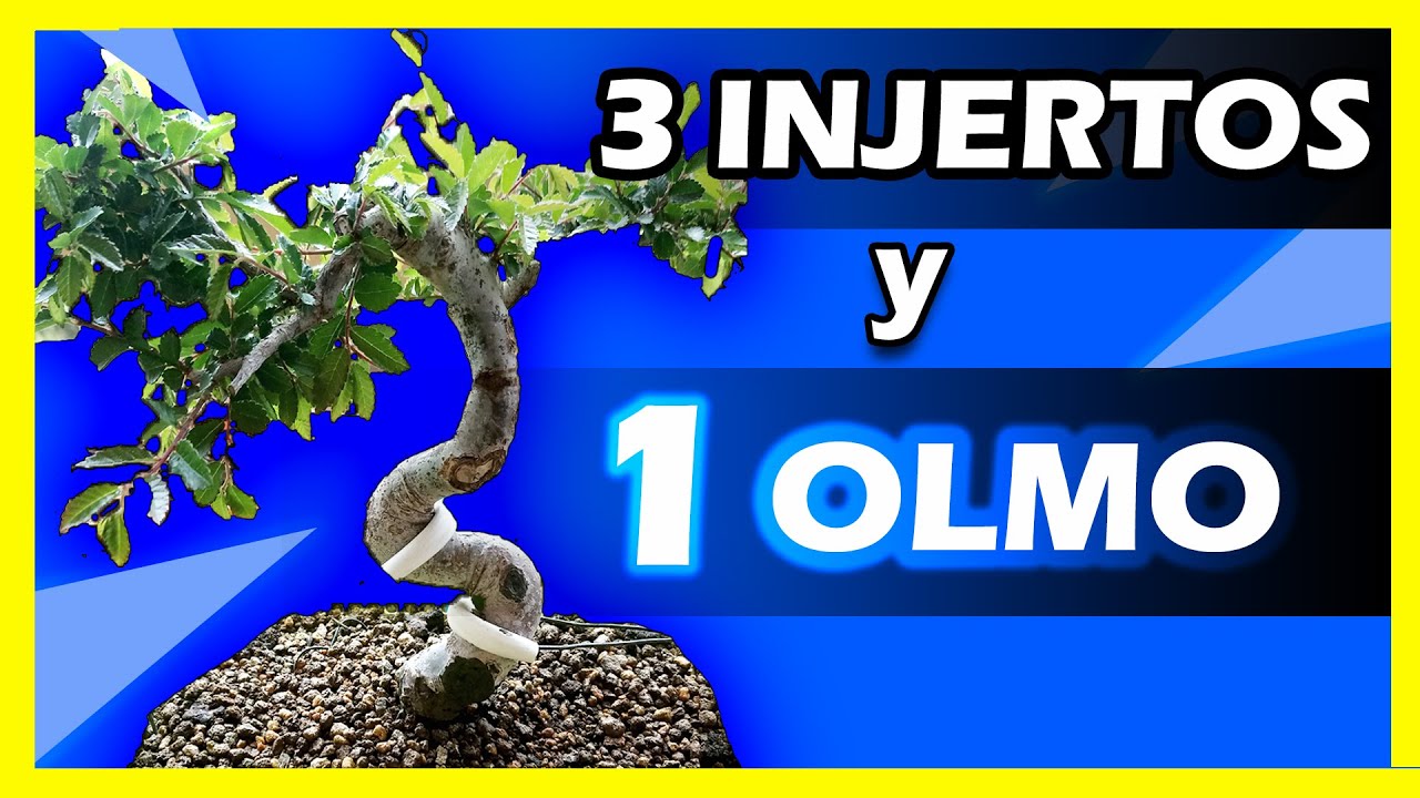 Como HACER 3 INJERTOS en OLMO CHINO// How to do 3 GRAFTS in CHINESE ELM