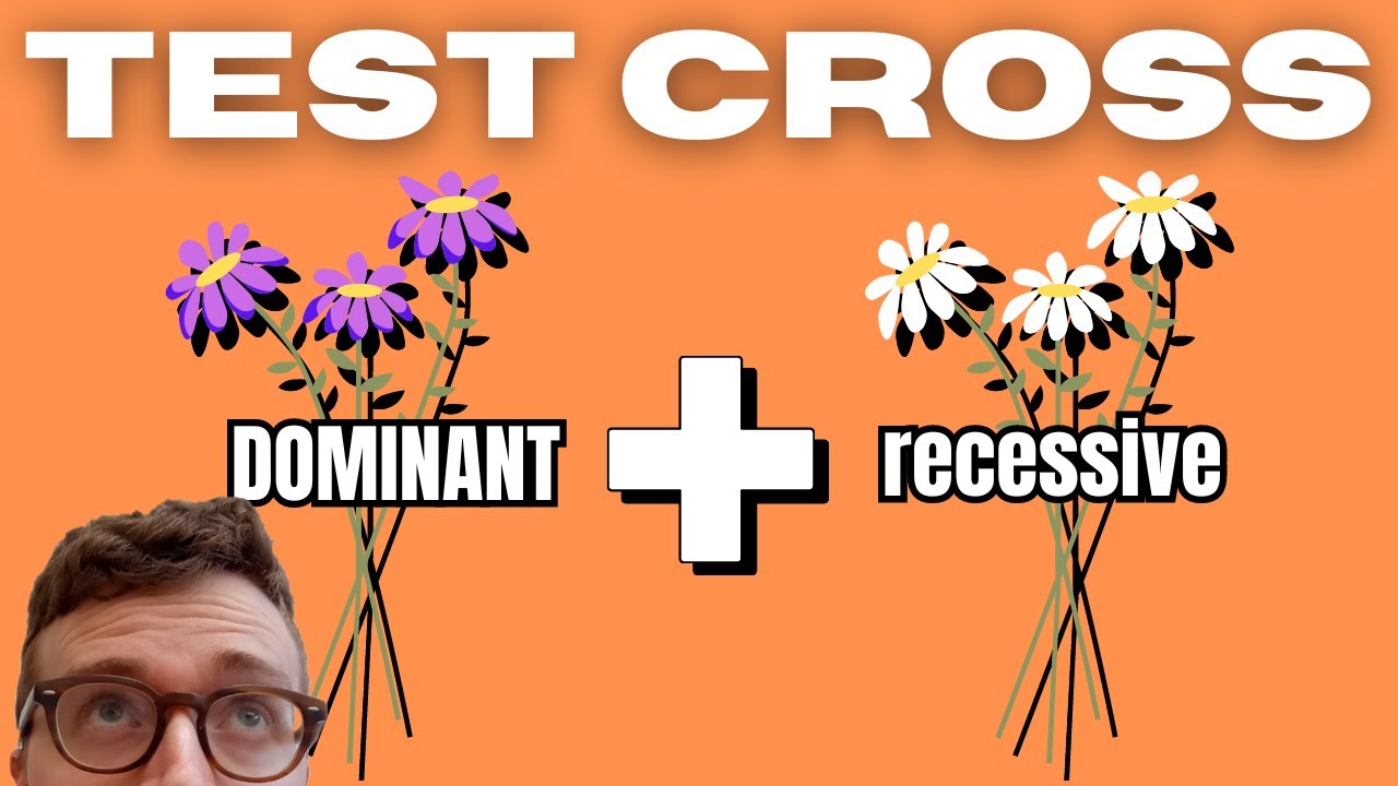 TEST CROSS EXPLAINED (Find the Genotype) - YouTube