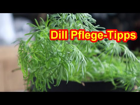 Video: Meine Dillpflanze blüht - Informationen über die Blüte in Dillpflanzen