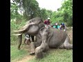 Injured baby tusker elephant | 負傷した牙象の赤ちゃん | Save tuskers | Animaux | Save baby elephants #shorts