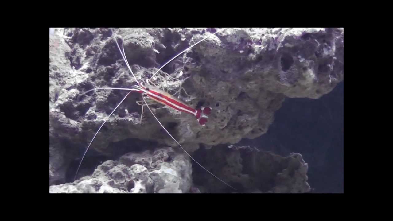 7 shunk shrimp orange