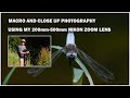 Macro photography and close up photography/using my 200mm to 500mm Nikon zoom lens