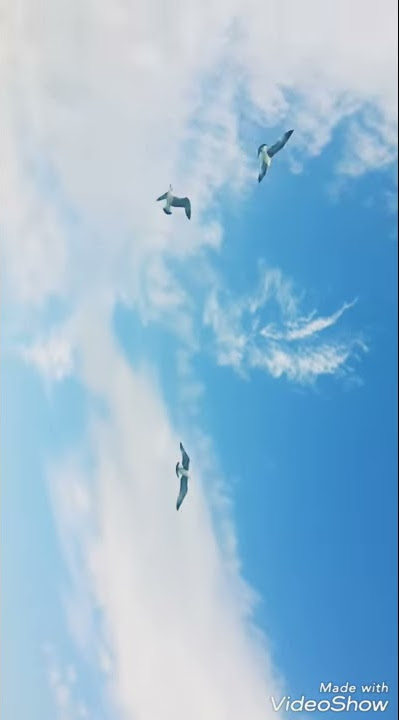 انا بدي طير ما حدا بيلغي جناحاتي 💙💙💙