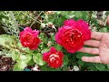 Розовые комнаты в саду. Обзор роз в июле