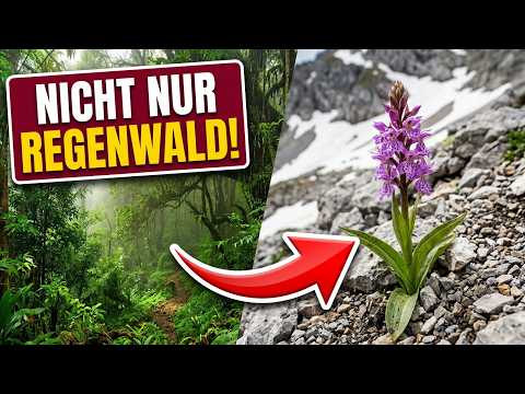 Wo Orchideen wirklich wachsen – nicht nur im Regenwald