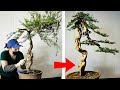 How to bend a bonsai - great bonsai bending skills #116