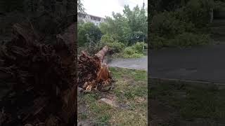 На улице Ярмарочной в Самаре упало дерево