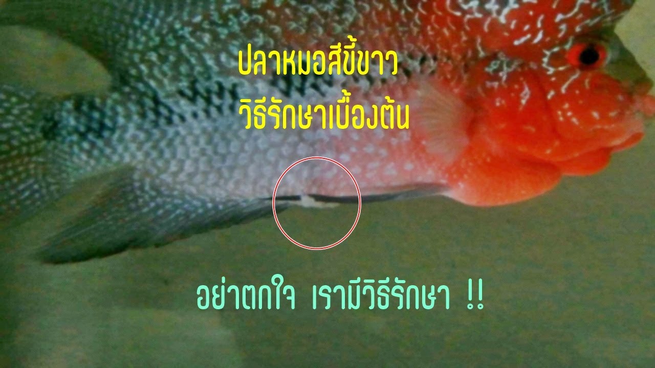 ปลาหมอสีขี้ขาว