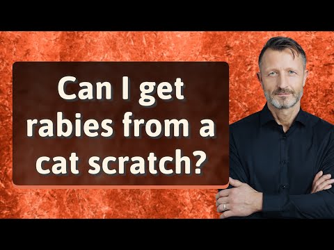 Can I get rabies from a cat scratch?