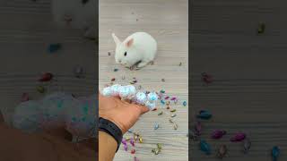 ✨🌈Marble Beads 🐰🌈 Reverse Video ASMR 🐇 #satisfying #reverse #ytshorts #shorts #asmr #rabbit #beads