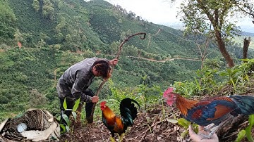 Bẫy Gà Rừng Rặc Bất Ngờ Được Tổ Chào Mào Cực Chất | Dân Tộc Tây Bắc Tv