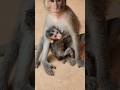 Bean holding baby monkey Eleanor without milk baby waiting for mommy #shorts #monkey #baby