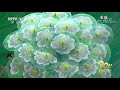 2021년 중국 중앙방송총국（CMG） 음력설야회 하이라이트: 무용 [말리(茉莉)]  | CCTV 한국어방송