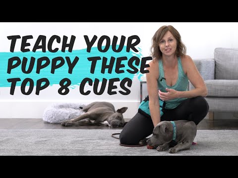 Video: 8 Hal Yang Harus Anda Ketahui Tentang Etiket Anjing Layanan