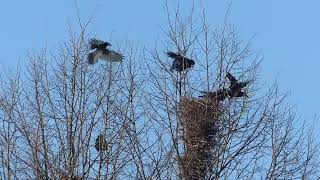 Breaking News from the biggest crows nest in the world.