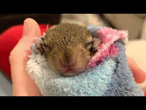 Videó: Kisállat lapát: Baba mókus lesz a törött boka, újszülött cica véletlenül szállított