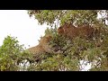 Aggressive LEOPARDS and Playful LION Cubs