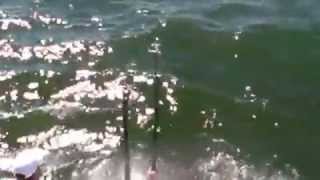 Bulldog Fishing Charters Hilton Head Hammerhead Shark Catch Fishing