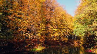Листья падают... Какая красивая, Самая чарующая музыка для души, Лучшая мелодия Сергея Чекалина!