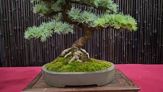 A few of my favourites from SA Bonsai Society Show - I took out Best in Show