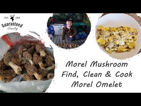 Video: Morels: Versamel En Kook