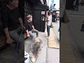 秋田犬長毛カイは高山の散歩で笑顔がいっぱい