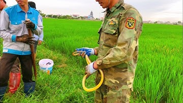 Theo Chân Thợ Săn Chuột Đồng Bất Ngờ Bắt Được Rắn Khủng