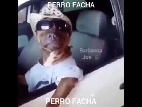 PERRO FACHA - YouTube
