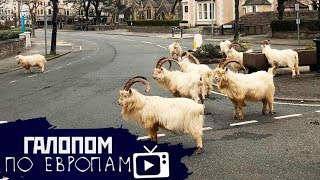 Вирус — выдумка? Козлы поедают, Миллионы безработных // Галопом по Европам #182