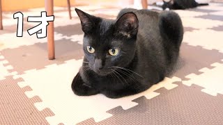 成猫になった双子黒猫の優しさに触れました。 by ぬくもり猫 1,392 views 9 months ago 8 minutes, 1 second