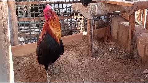 ไก่ป่าf1 qaib qus qua zoo