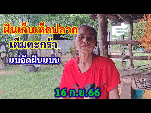 ฝันเก็บเห็ดปลวก เต็มตะกร้า แม่อัดฝันแม่น 16/9/66