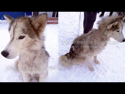 Угробили Лайку на цепи Анорексия у собаки Нашли на улице Везем в клинику help save the dog