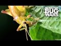 Leaf Tailed Mantis vs Sunburst Raspy Cricket | MONSTER BUG WARS