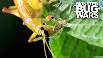 Leaf Tailed Mantis vs Sunburst Raspy Cricket | MONSTER BUG WARS