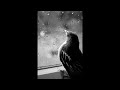        2012 وليد توفيق طير صغير