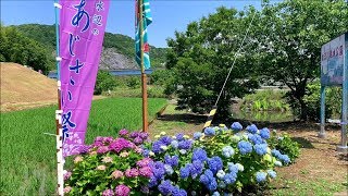 2019/06/05　加茂川親水公園のアジサイ　～高知県土佐市～