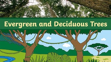 Evergreen and Deciduous Trees | KS1 Science | Twinkl kids tv