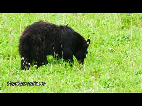 Yellowstone - June Wildlife Sightings: Bull Elk (x2), Black Bear, Osprey (x2)