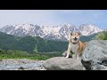 愛犬とお出かけ【長野】老犬柴犬を長野県の大自然に連れて行ったら10歳若返りました