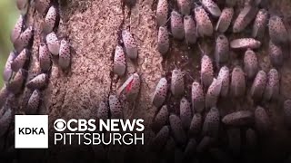 Bug season in western Pennsylvania is here. Experts explains how to stay safe.