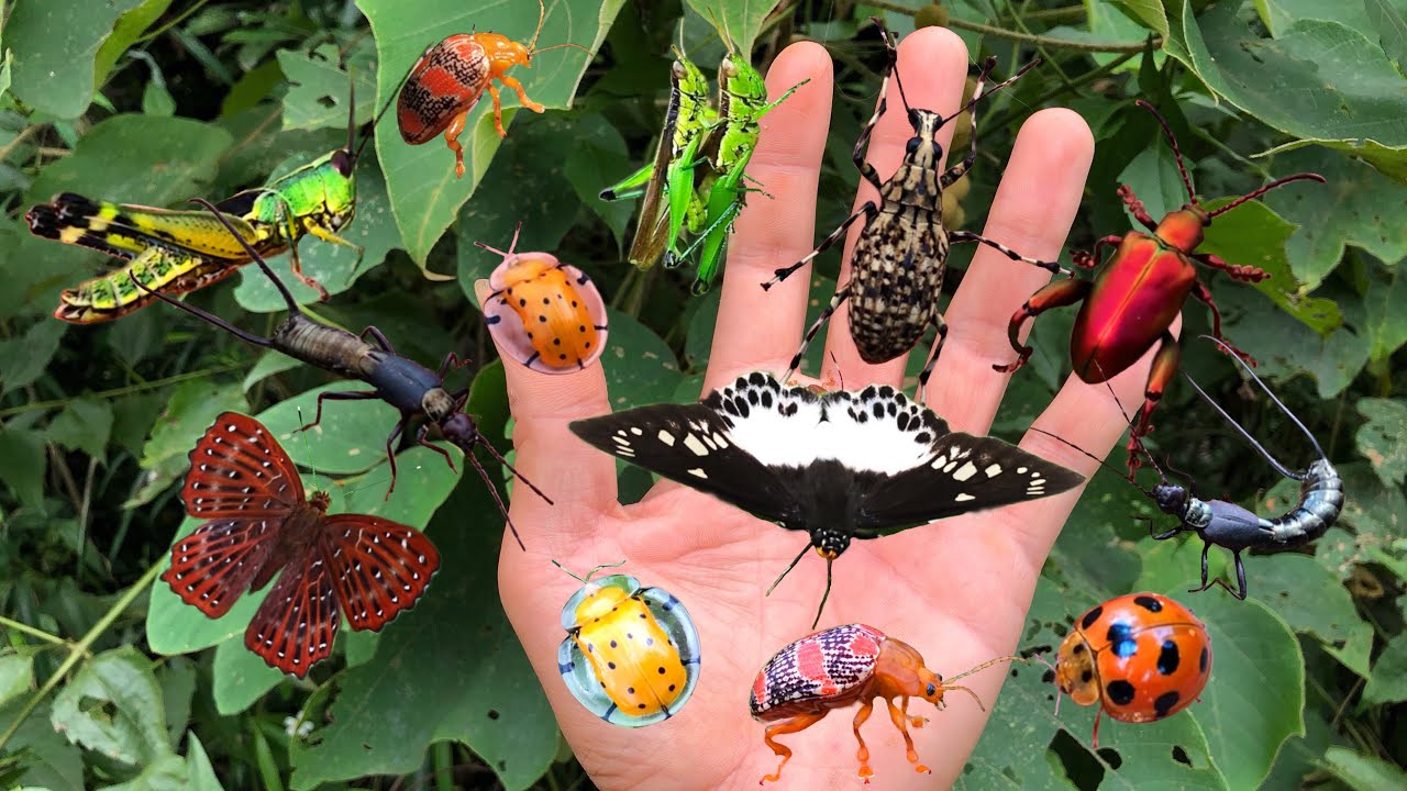 Catcing Insects Hunting insects, Catching insects, Grasshoppers, Ladybugs, Beetles ...