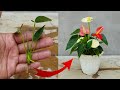 Simple method to propagate anthurium plant    how to grow anthurium plant