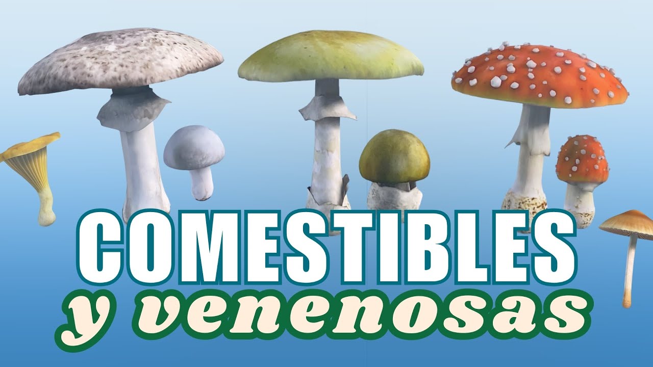 🍄⚠️ SETAS COMESTIBLES Y VENENOSAS